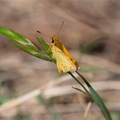 Ocybadistes walkeri (Green Grass-dart) at Higgins, ACT - 2 Nov 2024 by Untidy