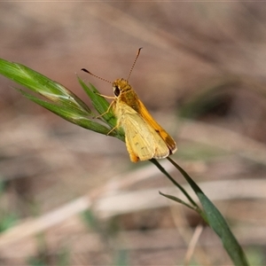 Ocybadistes walkeri (Green Grass-dart) at Higgins, ACT by Untidy