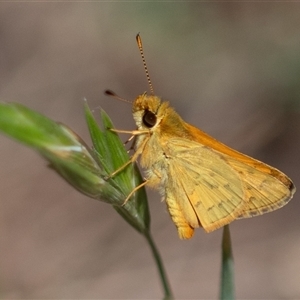 Ocybadistes walkeri at Higgins, ACT - 2 Nov 2024