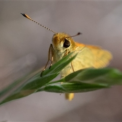 Ocybadistes walkeri at Higgins, ACT - 2 Nov 2024