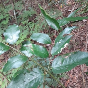 Unidentified Other Tree at Pappinbarra, NSW by jonvanbeest