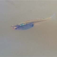 Gambusia holbrooki at Wodonga, VIC - 21 Dec 2024 07:28 AM