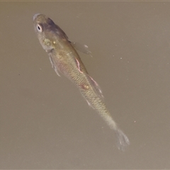 Hypseleotris sp. at Wodonga, VIC - 21 Dec 2024 by KylieWaldon