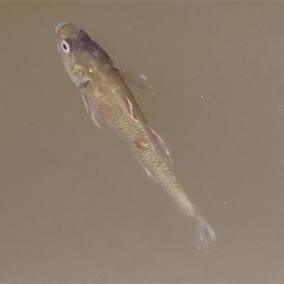 Hypseleotris sp. at Wodonga, VIC - 21 Dec 2024 by KylieWaldon