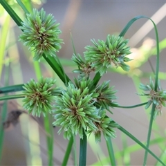 Cyperus eragrostis (Umbrella Sedge) at Wodonga, VIC - 21 Dec 2024 by KylieWaldon