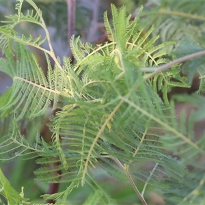 Acacia sp. (A Wattle) at Wodonga, VIC by KylieWaldon