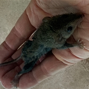 Unidentified Antechinus at Lisarow, NSW by rgcresswell