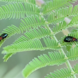 Adoxia benallae (Leaf beetle) at Wodonga, VIC by KylieWaldon