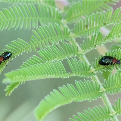 Adoxia benallae (Leaf beetle) at Wodonga, VIC - 21 Dec 2024 by KylieWaldon