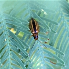 Monolepta froggatti (Leaf beetle) at Wodonga, VIC - 20 Dec 2024 by KylieWaldon