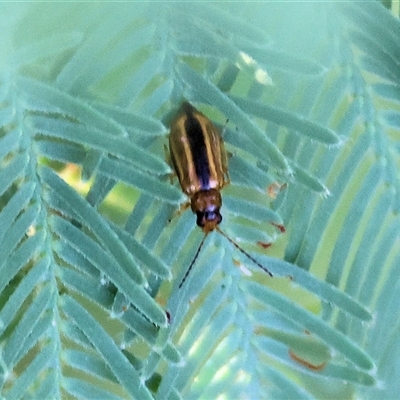 Monolepta froggatti (Leaf beetle) at Wodonga, VIC - 21 Dec 2024 by KylieWaldon