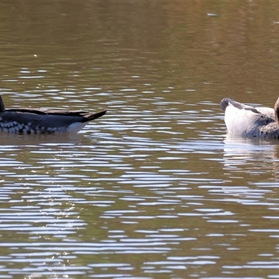 Chenonetta jubata (Australian Wood Duck) at Wodonga, VIC - 21 Dec 2024 by KylieWaldon