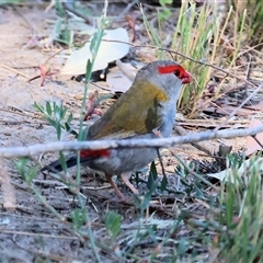 Neochmia temporalis (Red-browed Finch) at Wodonga, VIC - 21 Dec 2024 by KylieWaldon