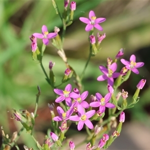 Centaurium sp. at Wodonga, VIC - 21 Dec 2024