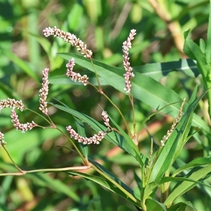 Persicaria lapathifolia at Wodonga, VIC - 21 Dec 2024 07:47 AM