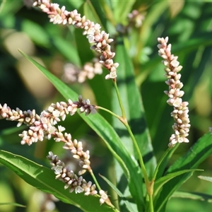 Persicaria lapathifolia at Wodonga, VIC - 21 Dec 2024 07:47 AM