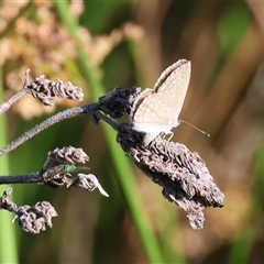 Zizina otis (Common Grass-Blue) at Wodonga, VIC - 21 Dec 2024 by KylieWaldon