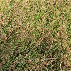 Juncus sp. (A Rush) at Wodonga, VIC - 20 Dec 2024 by KylieWaldon