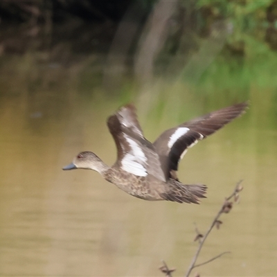 Anas gracilis (Grey Teal) at Wodonga, VIC - 21 Dec 2024 by KylieWaldon