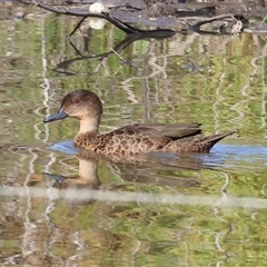 Anas castanea (Chestnut Teal) at Wodonga, VIC - 20 Dec 2024 by KylieWaldon