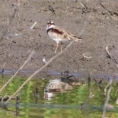 Charadrius melanops (Black-fronted Dotterel) at Wodonga, VIC - 21 Dec 2024 by KylieWaldon