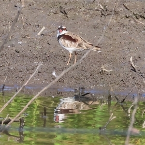 Charadrius melanops at Wodonga, VIC - 21 Dec 2024 07:38 AM