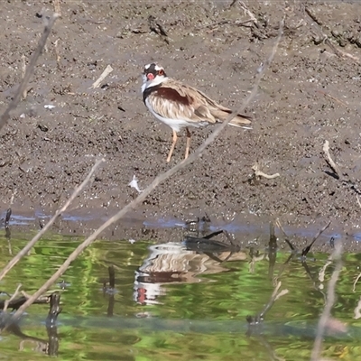 Charadrius melanops (Black-fronted Dotterel) at Wodonga, VIC - 21 Dec 2024 by KylieWaldon