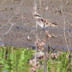 Charadrius melanops at Wodonga, VIC - 21 Dec 2024 07:38 AM