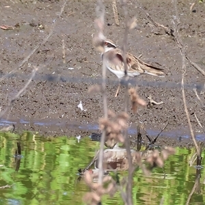 Charadrius melanops at Wodonga, VIC - 21 Dec 2024 07:38 AM