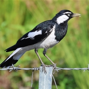 Grallina cyanoleuca at Wodonga, VIC - 21 Dec 2024 07:42 AM