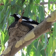 Grallina cyanoleuca at Wodonga, VIC - 21 Dec 2024 07:42 AM