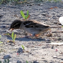 Passer domesticus (House Sparrow) at Wodonga, VIC - 21 Dec 2024 by KylieWaldon