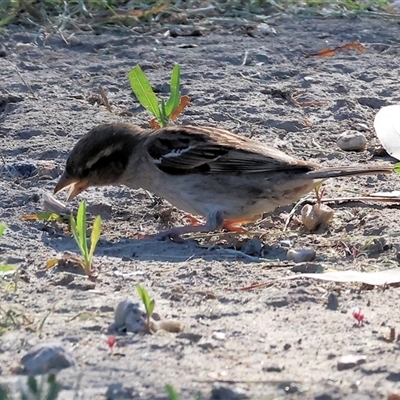 Passer domesticus at Wodonga, VIC - 20 Dec 2024 by KylieWaldon