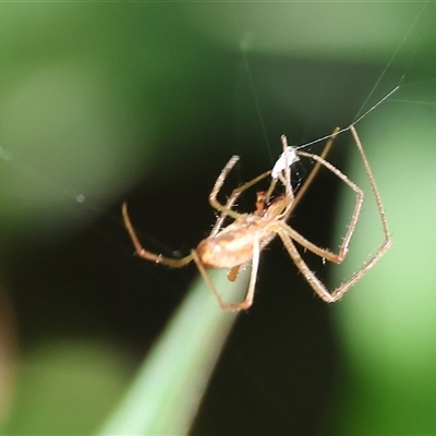 Unidentified Spider at Wodonga, VIC - 20 Dec 2024 by KylieWaldon