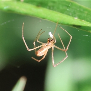 Tetragnatha sp. (genus) at Wodonga, VIC - 21 Dec 2024