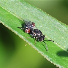 Chalcidoidea (superfamily) at Wodonga, VIC - 20 Dec 2024 by KylieWaldon