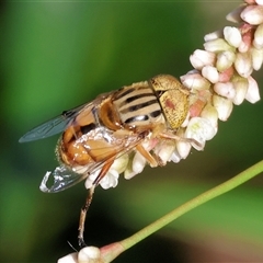 Eristalinus punctulatus (Golden Native Drone Fly) at Wodonga, VIC - 21 Dec 2024 by KylieWaldon