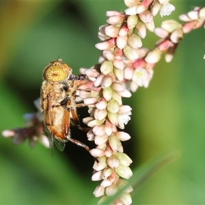 Eristalinus punctulatus at Wodonga, VIC - 21 Dec 2024 07:47 AM