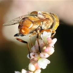 Eristalinus punctulatus at Wodonga, VIC - 21 Dec 2024 07:47 AM