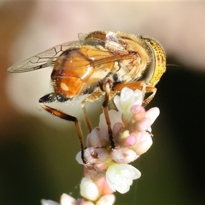 Eristalinus punctulatus at Wodonga, VIC - 21 Dec 2024 07:47 AM