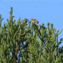 Carduelis carduelis at Wodonga, VIC - 20 Dec 2024 by KylieWaldon