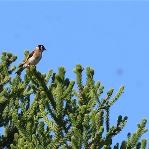 Carduelis carduelis at Wodonga, VIC - 21 Dec 2024 07:50 AM