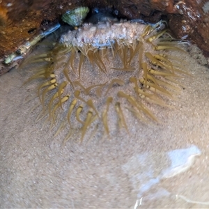 Oulactis muscosa at Vincentia, NSW by Miranda