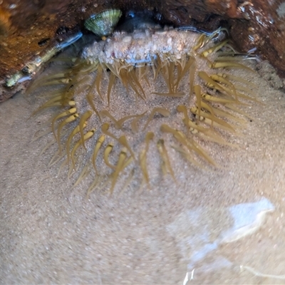 Unidentified Anemone, Jellyfish or Comb Jelly (Cnidaria, Ctenophora) at Vincentia, NSW - 20 Dec 2024 by Miranda