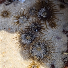 Unverified Anemone, Jellyfish or Comb Jelly (Cnidaria, Ctenophora) at Vincentia, NSW - 20 Dec 2024 by Miranda