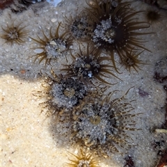 Unidentified Anemone, Jellyfish or Comb Jelly (Cnidaria, Ctenophora) at Vincentia, NSW - 20 Dec 2024 by Miranda