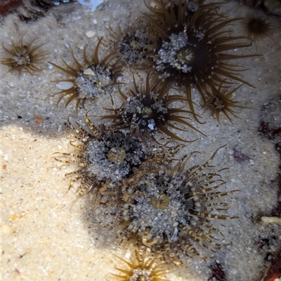 Unidentified Anemone, Jellyfish or Comb Jelly (Cnidaria, Ctenophora) at Vincentia, NSW - 20 Dec 2024 by Miranda