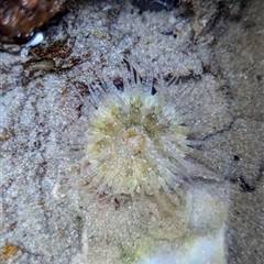 Unverified Anemone, Jellyfish or Comb Jelly (Cnidaria, Ctenophora) at Vincentia, NSW - 20 Dec 2024 by Miranda