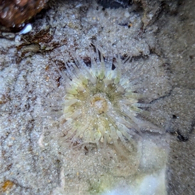 Unverified Anemone, Jellyfish or Comb Jelly (Cnidaria, Ctenophora) at Vincentia, NSW - 20 Dec 2024 by Miranda