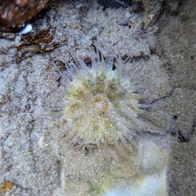 Unidentified Anemone, Jellyfish or Comb Jelly (Cnidaria, Ctenophora) at Vincentia, NSW - 20 Dec 2024 by Miranda